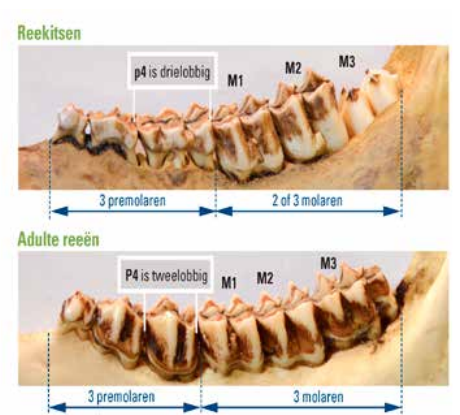 Reewild: gebit van een reekits versus een adulte ree, p4 drielobbig versus P4 tweelobbig